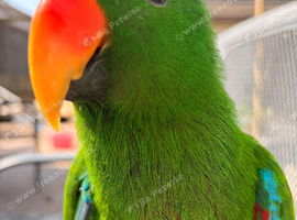 Young Male Eclectus