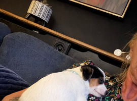 Jack Russell pupies