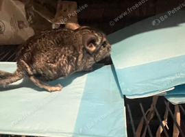 Baby boy chinchillas