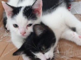 Persian mix kittens