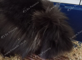 Rabbit needs home