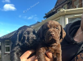 KC REGISTERED LABRADOR PUPPIES FOR SALE
