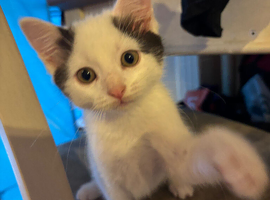 Kittens for sale