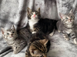 Beautiful kittens looking for their forever home