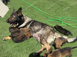 Working line German shepherd puppies