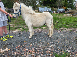 Beautiful palomino gelding