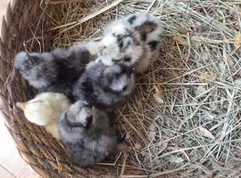 Silkies Hatched 19/05/2026 unsexed