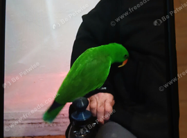 Eleticus parrot