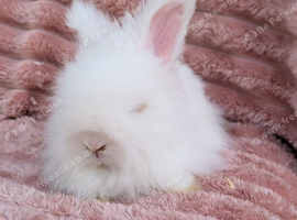 English angora bucks