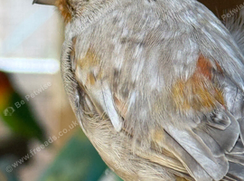 Birds for sale