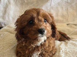 Cavapoo girl puppy