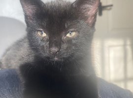 Lovley kittens looking for a new home