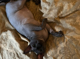 Canadian Sphinx