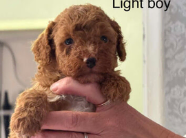 Stunning red toy poodle puppies