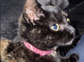 Nova - 1yr old cat looking for her forever home