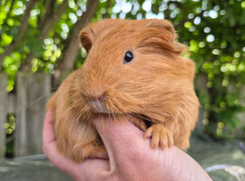 Sheltie boar,  ready now .
