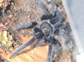 Phormictopus Dom purple juvenile female tarantula