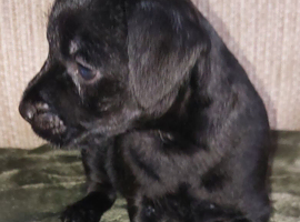 Beautiful patterdales.