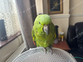 yellow naped amazon baby 1 left