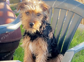 Lakeland x Patterdale.