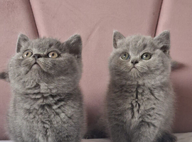 Gorgeous Blue British shorthair kittens Champion line