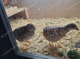 Button Quails and set up