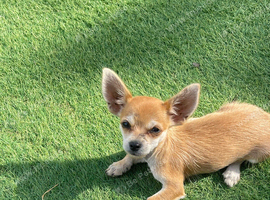 Chihuahua toy Apple ad Boy Puppy