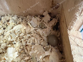 Button quail hatching eggs