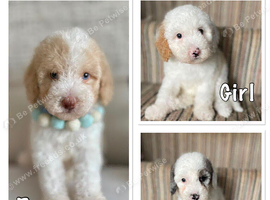 Beautiful Cavapoo pups