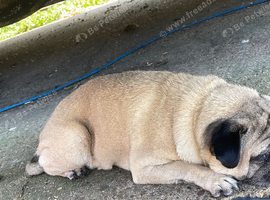 Male pug