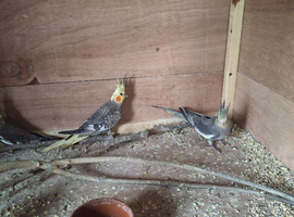 Baby cockatiels