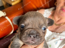 The 3 cutest pups ever! Monthly payments possible.