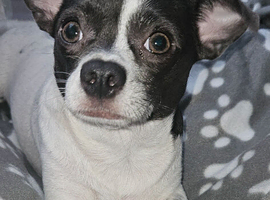 Chihuahua Dog