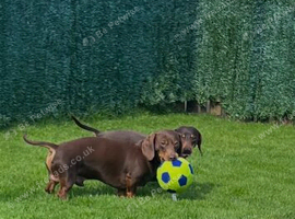 Brothers dachshunds