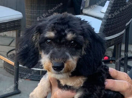 Multipoo cross with dachshund
