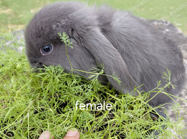 Vaccinated french lop babies only 2 left