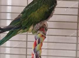 Derby and parrot