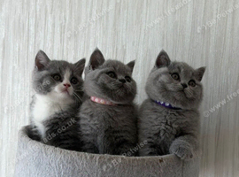 Beautiful British Shorthair Kittens