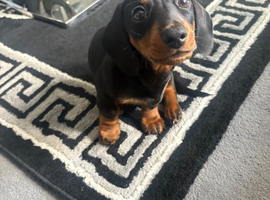 Miniature dachshund