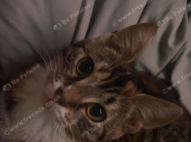 tortoise shell cat