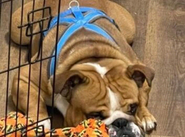 British bulldog full pedigree