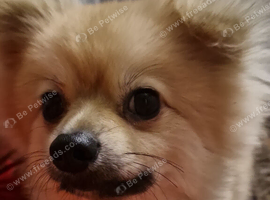 Pom