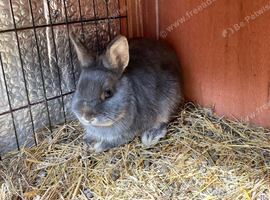 Agouti dwarf