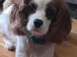 Cavalier king charles spainel