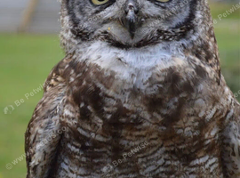 African spotted owl