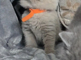 Very beautiful chunky fawn female british short-hair