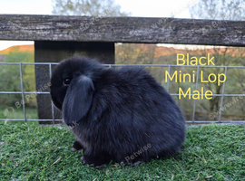 Mini lop youngsters