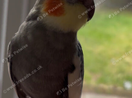 Male cockatiel for sale