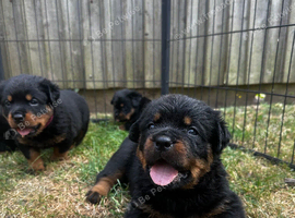 5 generation Rottweiler puppies