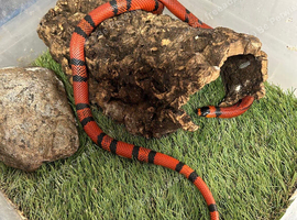 Honduran milk snake tangerine hypo 2023